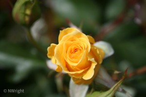Yellow rose
